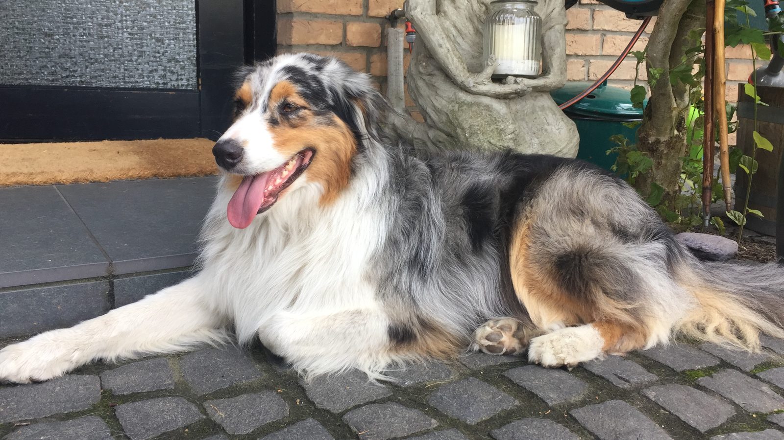 Hund ruht entspannt im Hof